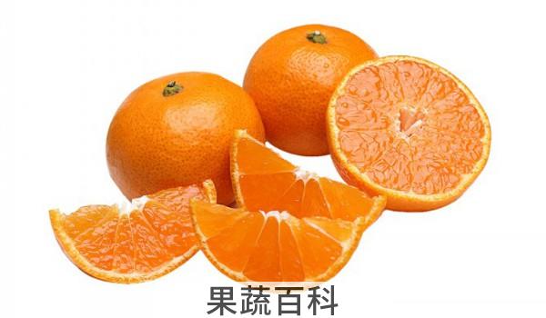 沙糖桔保存方法不烂