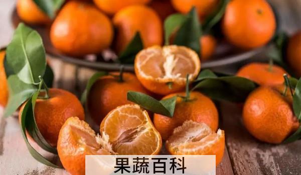 沙糖桔保存方法不烂