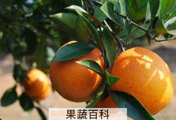 金钱柑的食用方法 金钱柑的食用效果