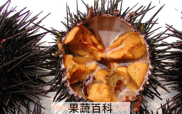 活海胆的营养价值与功效作用