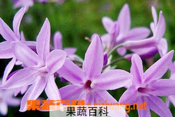 果蔬百科紫娇花