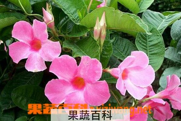 果蔬百科飘香藤
