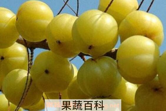 余甘子粉怎样服用 余甘子粉的吃法
