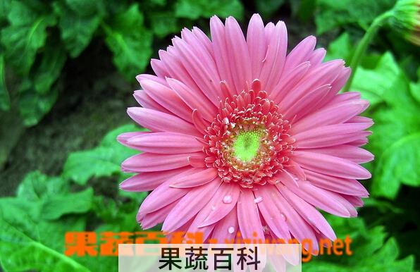 果蔬百科非洲菊