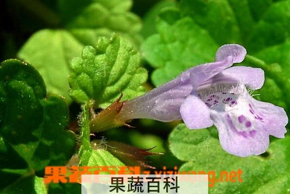 果蔬百科活血丹