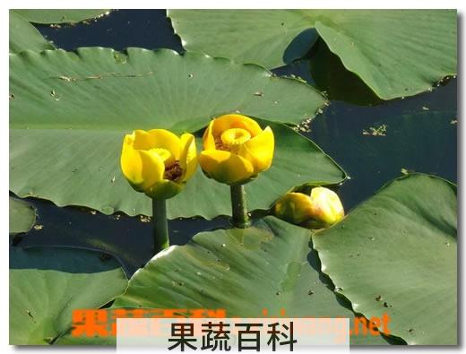 果蔬百科兰花
