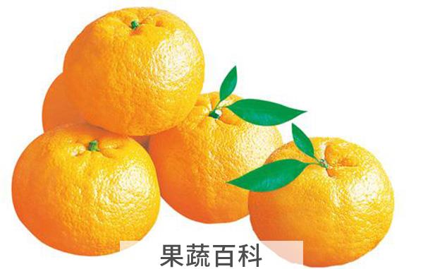 芦柑和橘子的区别