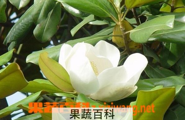 果蔬百科荷花玉兰