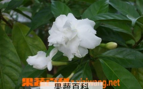 狗牙花的功效与作用及禁忌 狗牙花的功效与作用与图片