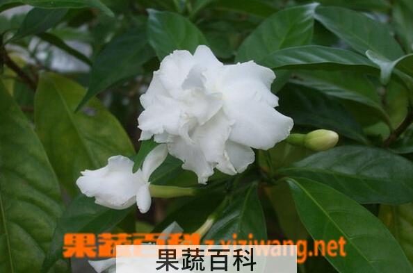 果蔬百科狗牙花
