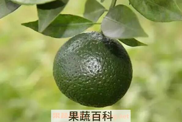 小青柑的功效与作用