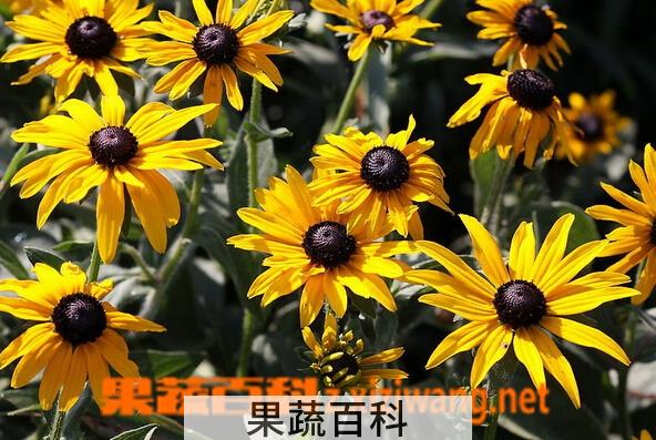 果蔬百科黑心菊