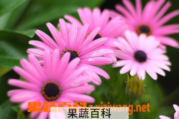 果蔬百科蓝目菊