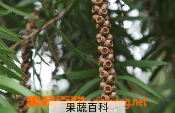 果蔬百科串钱柳
