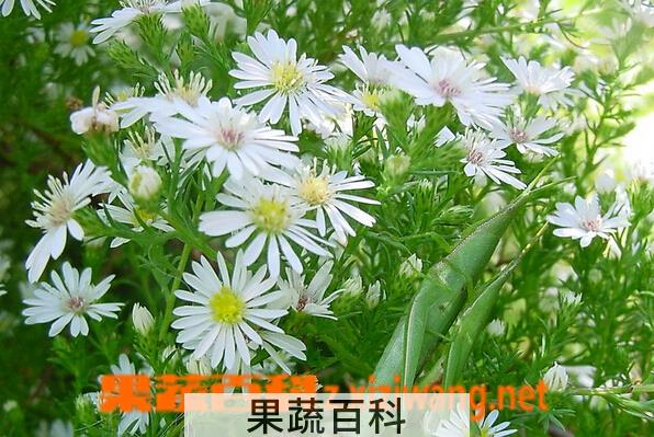 果蔬百科白晶菊