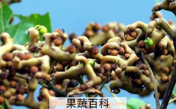 拐枣汁怎么做 拐枣汁的家常做法
