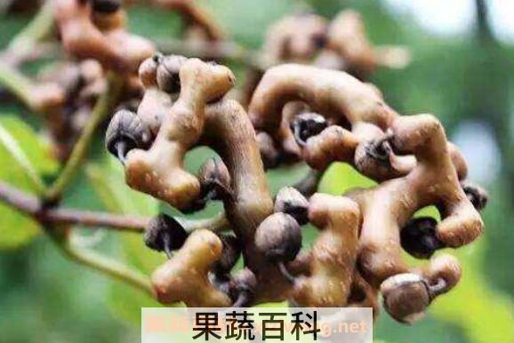 拐枣汁怎么做 拐枣汁的家常做法