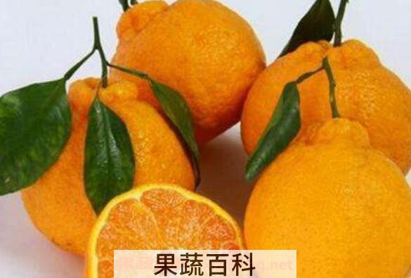 乌柑是什么水果 乌柑的功效与作用
