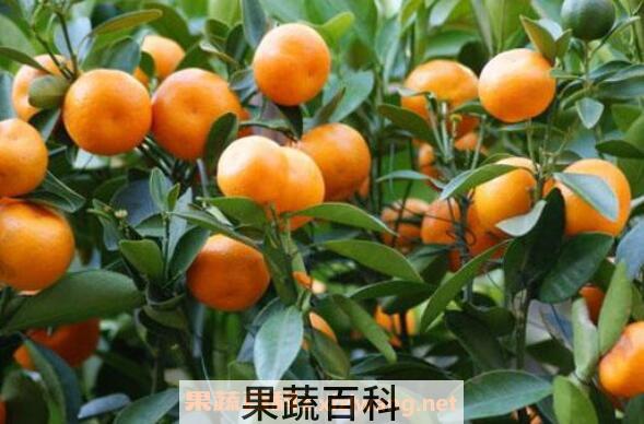 金钱橘的功效与作用 金钱橘上火吗