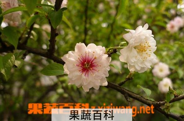 果蔬百科郁李