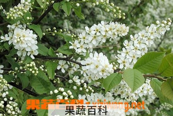 果蔬百科稠李