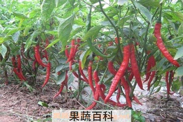 辣椒头