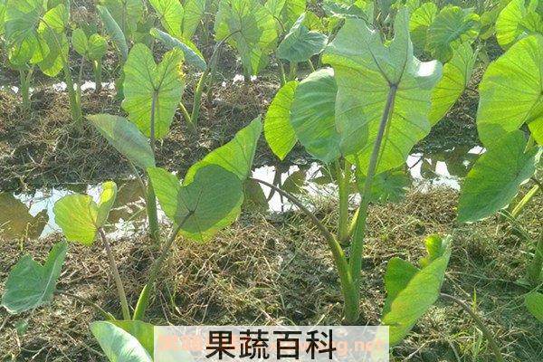 芋头芽