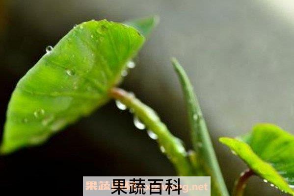 芋头芽