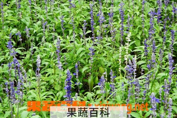 果蔬百科蓝花鼠尾草