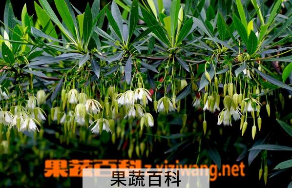 果蔬百科尖叶杜英