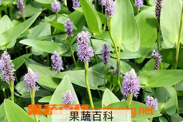 果蔬百科梭鱼草