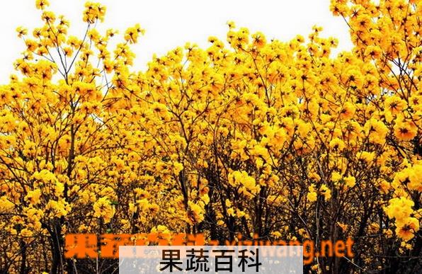 果蔬百科黄花风铃木