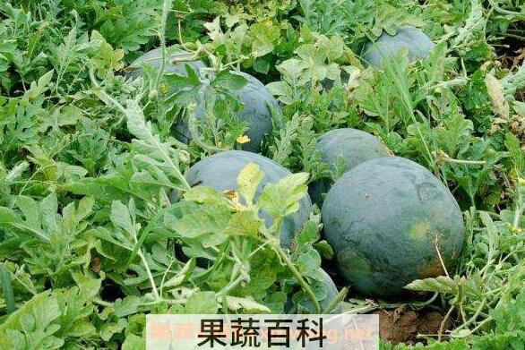 籽瓜皮的功效与作用及食用方法