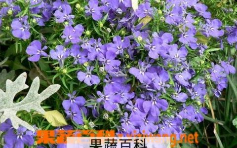 六倍利药用 六倍利的药用价值
