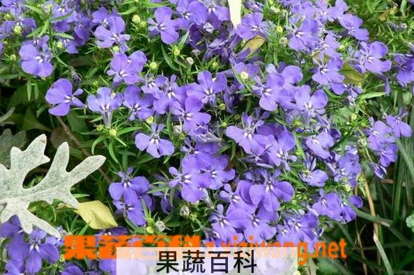 果蔬百科六倍利
