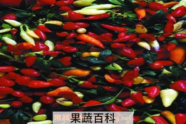 小米椒