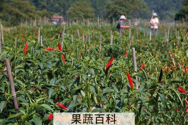 小米椒