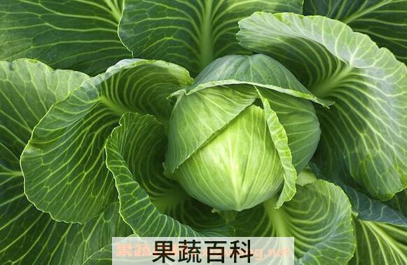 甘蓝菜的功效与作用 甘蓝菜的营养价值