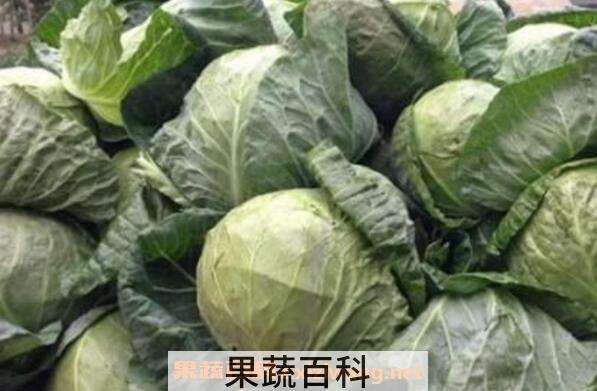 甘蓝菜的功效与作用 甘蓝菜的营养价值
