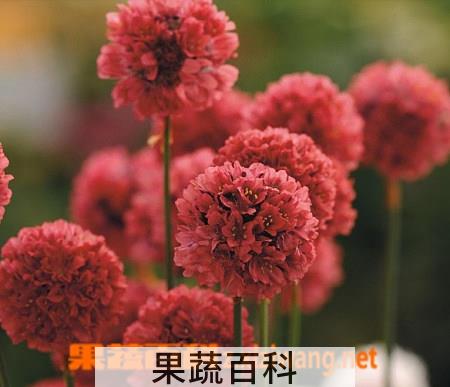 果蔬百科新几内亚凤仙