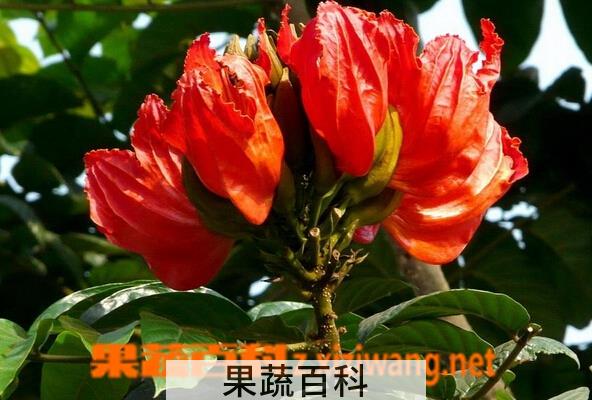 果蔬百科火焰木