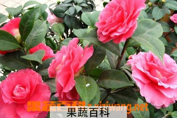 果蔬百科茶梅
