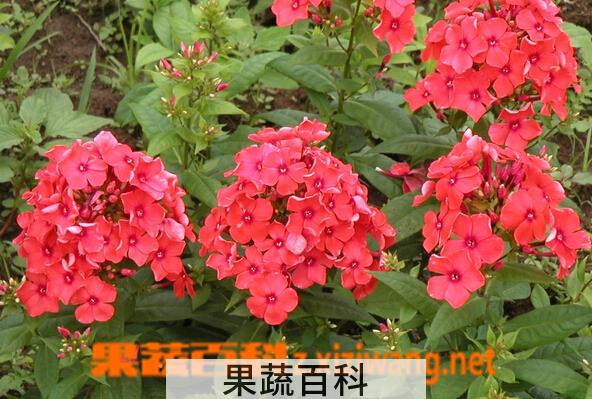 果蔬百科福禄考
