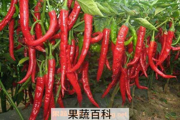 辣椒茎