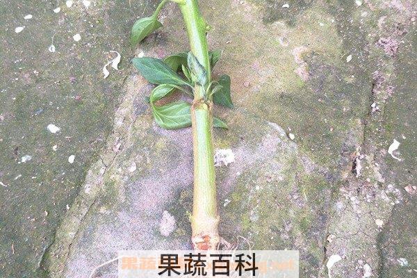 辣椒茎