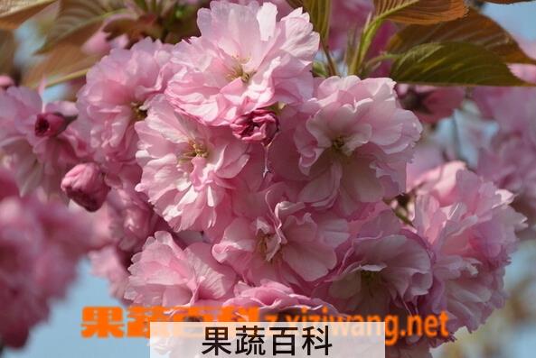 果蔬百科日本晚樱