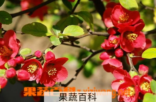 果蔬百科贴梗海棠