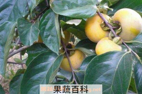 柿子叶的功效与作用及药用价值