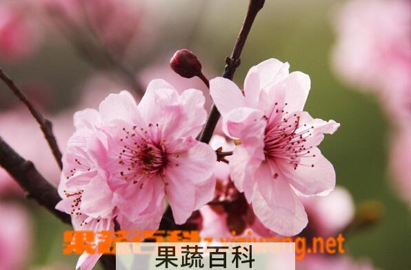 果蔬百科杏花