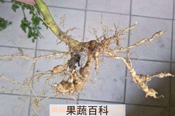 辣椒根